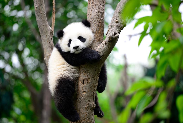 giant-panda-cam- butterfly icon